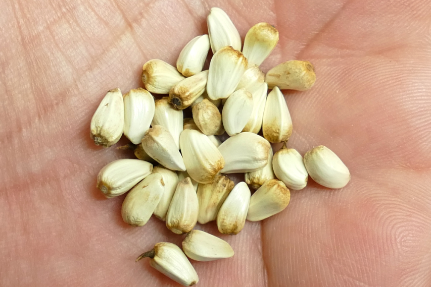 Safflower Seeds