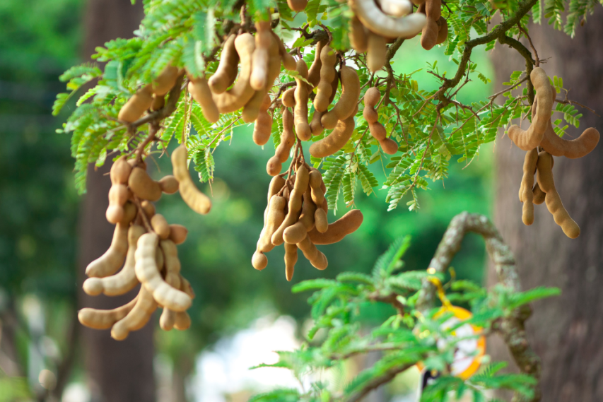 Tamarind